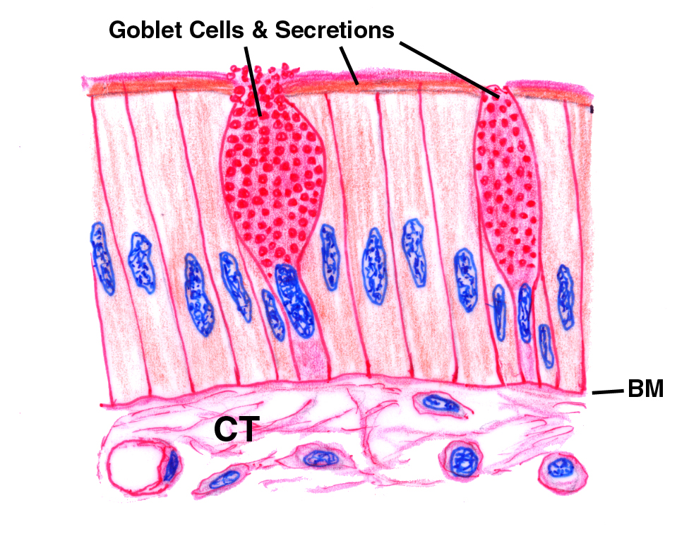 Exercise 4 Epithelium